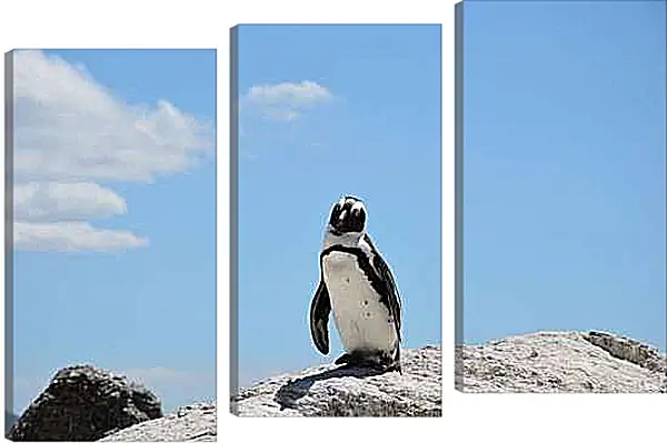 Модульная картина - Пингвин на камне