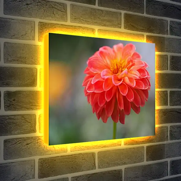 Лайтбокс световая панель - Георгин