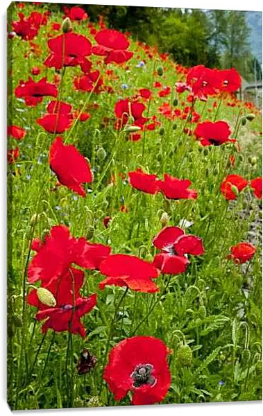 Постер на подрамнике - Маки на склоне