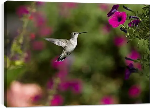 Постер на подрамнике - Колибри