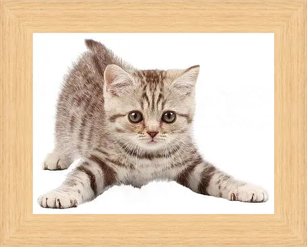 Картина в раме - Котенок