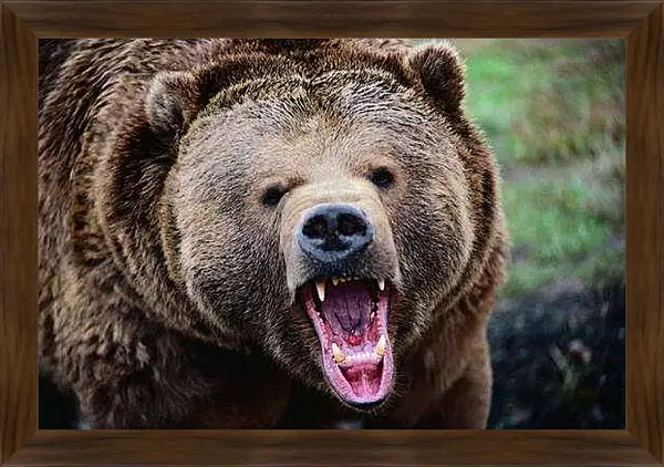 Картина в раме - Медведь