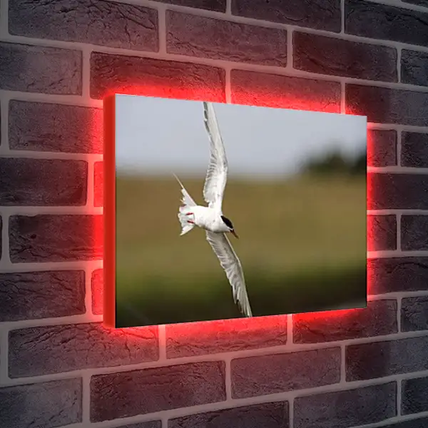 Лайтбокс световая панель - Чайка