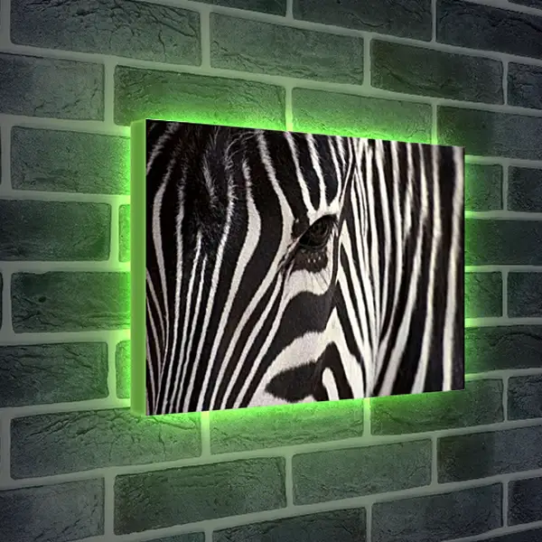 Лайтбокс световая панель - Зебра