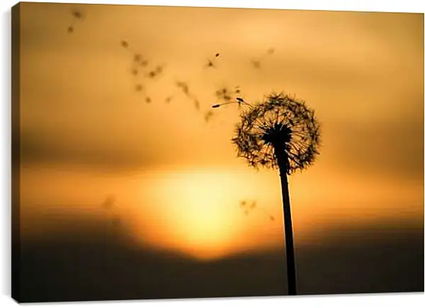 Постер на подрамнике - Одуванчик на фоне заходящего солнца