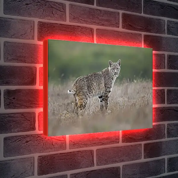 Лайтбокс световая панель - Рысь