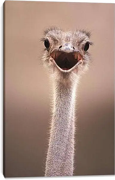 Постер на подрамнике - Ostrich - Страус
