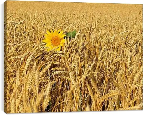 Постер на подрамнике - Один подсолнух