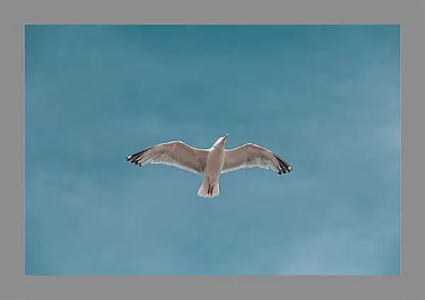 Картина в раме - Чайка