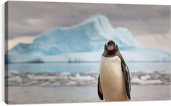 Постер на подрамнике - Пингвин на фоне Айсберга