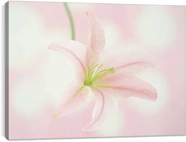 Постер на подрамнике - Лилия