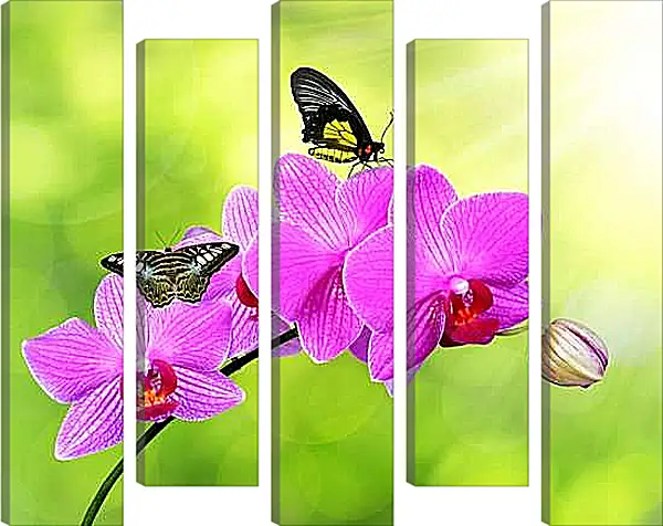 Модульная картина - Цветы орхидеи и бабочка