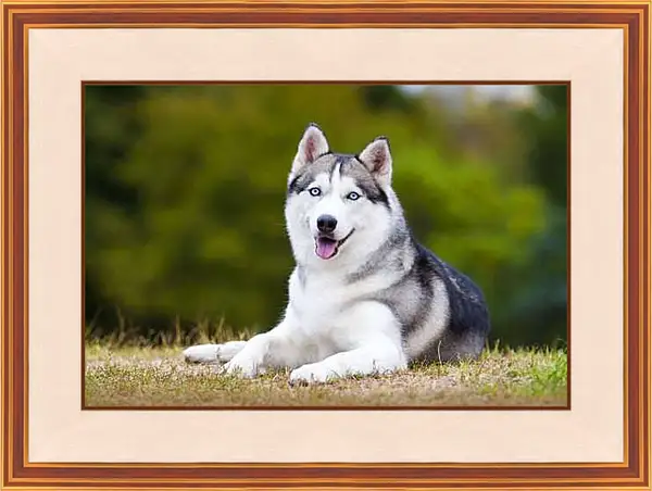 Картина в раме - Сибирский хаски