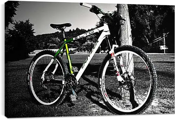 Постер на подрамнике - Велосипед возле дерева