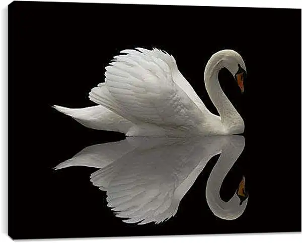 Постер на подрамнике - Белый лебедь на чёрном фоне