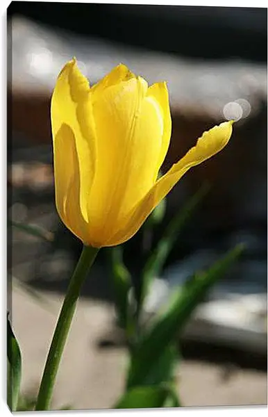 Постер на подрамнике - tulip - Тюльпан