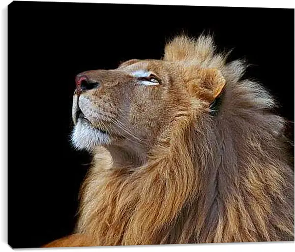 Постер на подрамнике - Лев (Царь зверей)