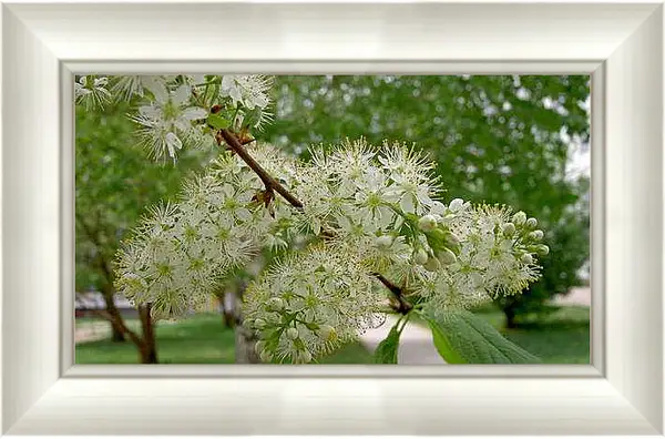 Картина в раме - Весна