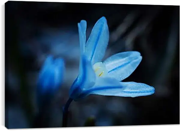 Постер на подрамнике - Хинодокса