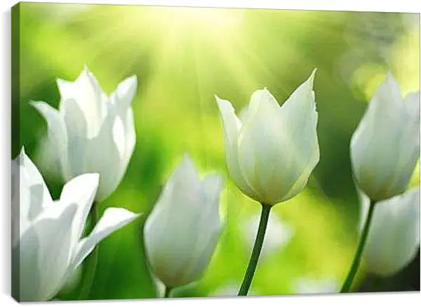 Постер на подрамнике - Белые тюльпаны