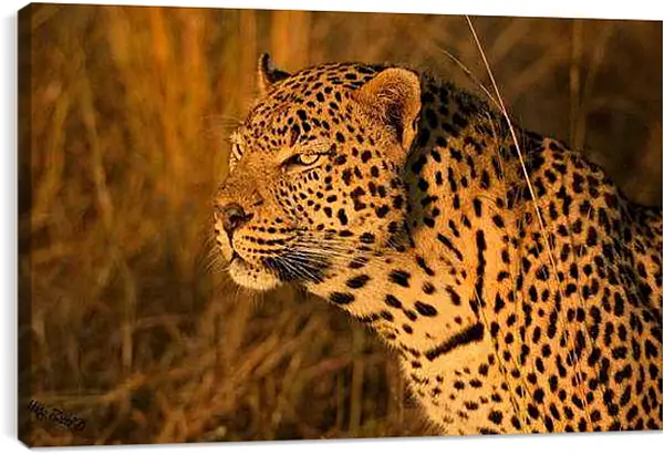 Постер на подрамнике - Леопард