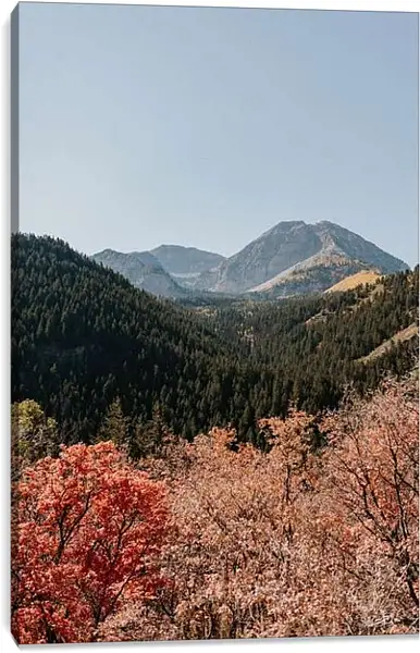 Постер на подрамнике - Разнообразный лес и горы