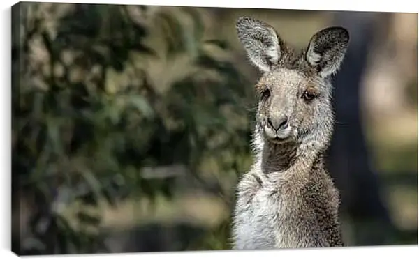 Постер на подрамнике - Кенгуру