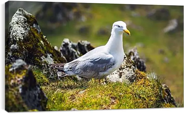 Постер на подрамнике - Чайка