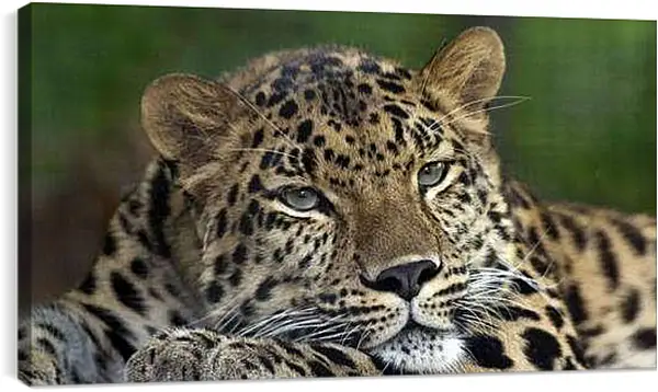 Постер на подрамнике - Леопард