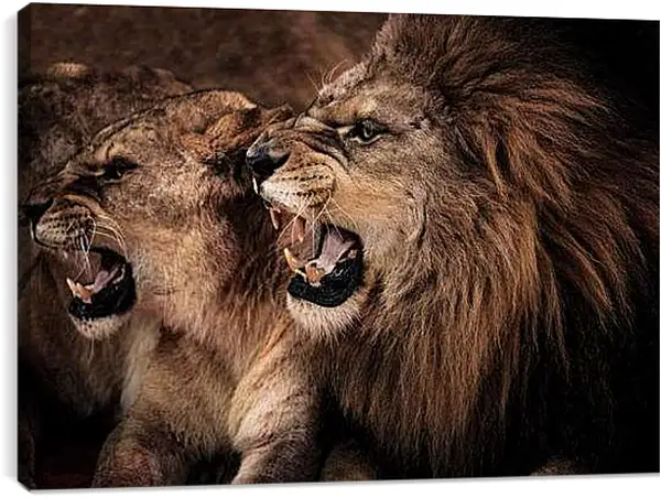 Постер на подрамнике - Львы