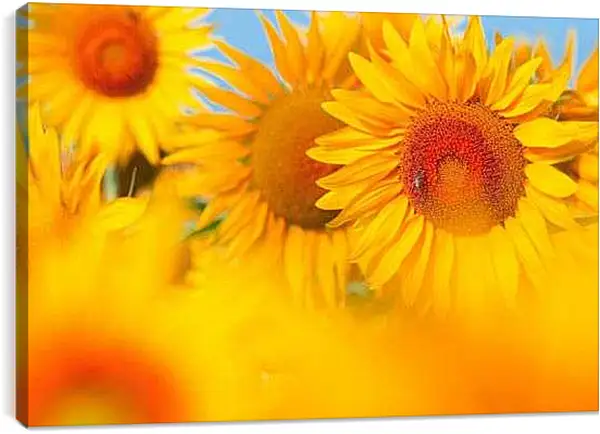 Постер на подрамнике - Пчела на подсолнухе