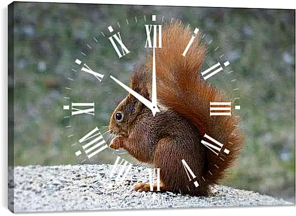Часы картина - Белка