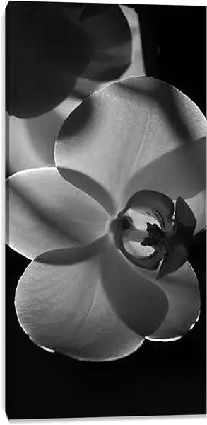 Постер на подрамнике - Орхидеи