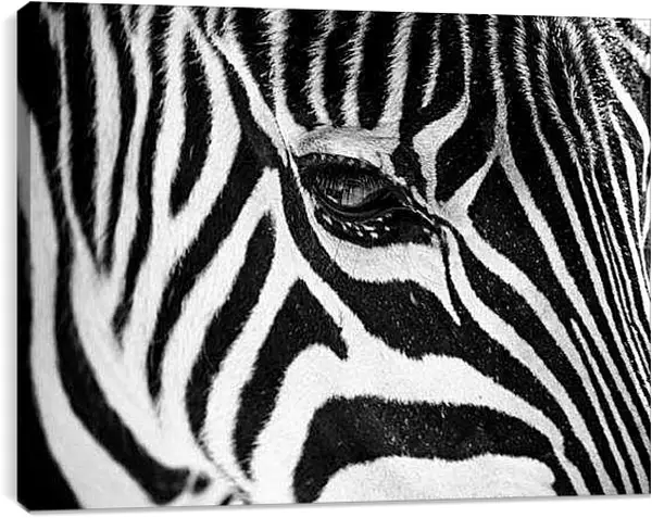 Постер на подрамнике - Зебра