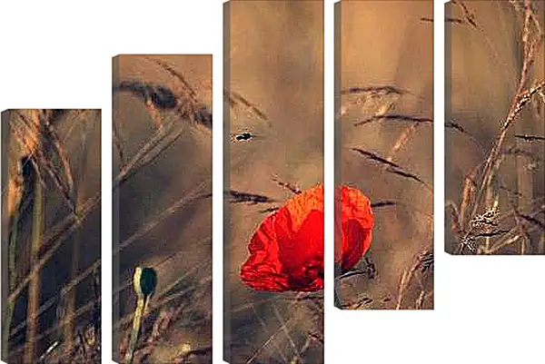 Модульная картина - Одинокий мак