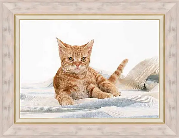 Картина в раме - Рыжий кот