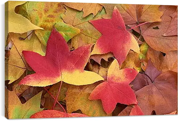 Постер на подрамнике - Осень