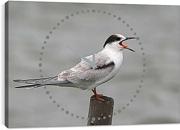 Часы картина - Чайка