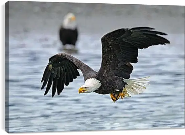 Постер на подрамнике - Белоголовый орел