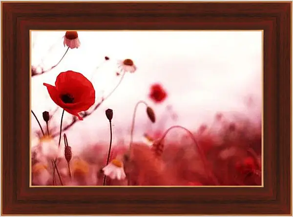 Картина в раме - Красный мак