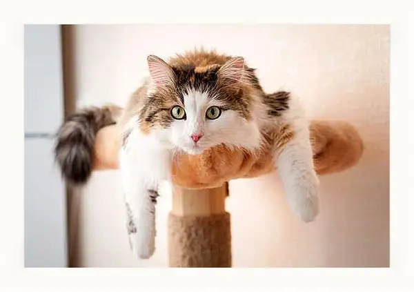 Картина в раме - Портрет кошки