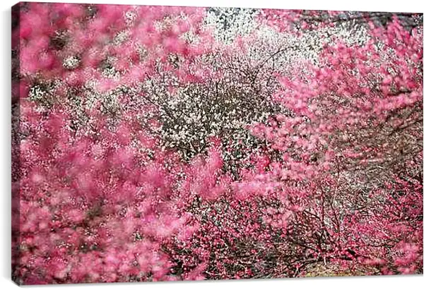 Постер на подрамнике - Весна