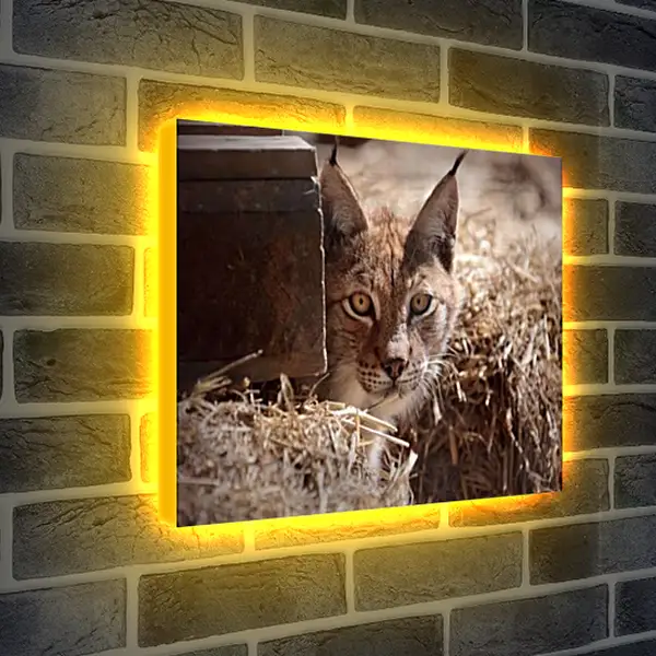 Лайтбокс световая панель - Рысь