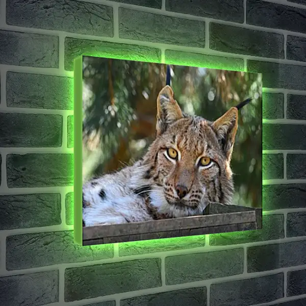 Лайтбокс световая панель - Рысь