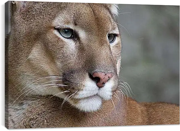 Постер на подрамнике - Пума