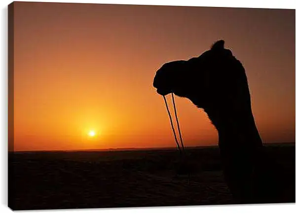 Постер на подрамнике - Верблюд