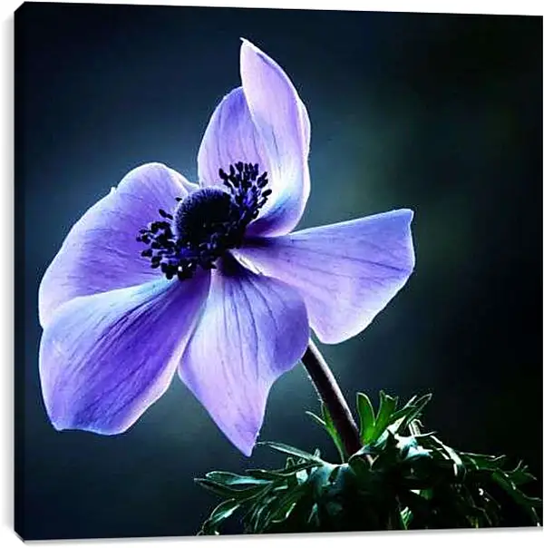 Постер на подрамнике - Сиреневый цветок