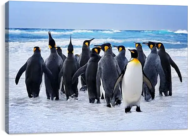 Постер на подрамнике - Пингвины у воды