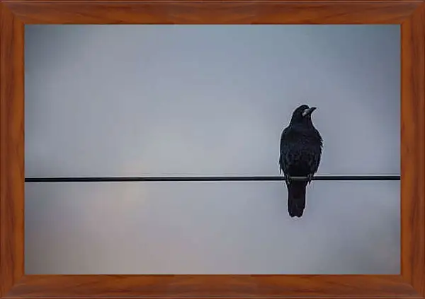 Картина в раме - Чёрный ворон сидит на проводе