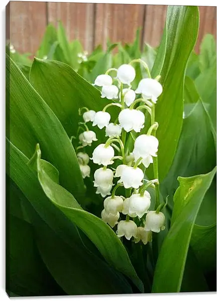 Постер на подрамнике - Ландыши